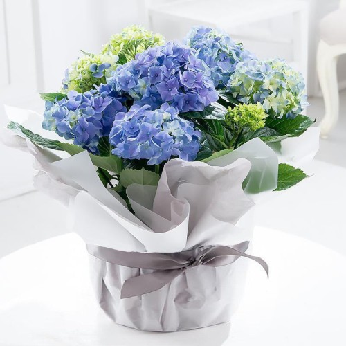 Blue Hydrangeas Flower Vase